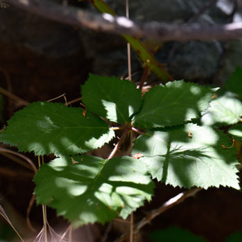 Whitebark Raspberry leaves are bright green above and white-tomentose below; leaves are pinnately-compound with 3 to 7 shallow lobed leaflets; margins are serrate. Rubus leucodermis